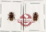 Scientific lot no. 674 Chrysomelidae (2 pcs)