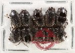 Scientific lot no. 1087 Coprophaga (10 pcs)