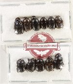 Scientific lot no. 1084 Coprophaga (Onthophagus spp.) (11 pcs)