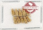 Scientific lot no. 1076 Coprophaga (Aphodiinae) (10 pcs)