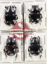Scientific lot no. 1086 Coprophaga (4 pcs)