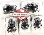 Scientific lot no. 1086A Coprophaga (Catharsius spp.) (5 pcs)