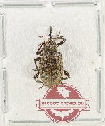 Curculionidae sp. 178 (A2)