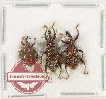 Scientific lot no. 1086 Curculionidae (3 pcs)