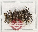 Scientific lot no. 1091 Curculionidae (4 pcs)