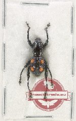 Curculionidae sp. 190 (A-)