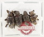 Scientific lot no. 1092 Curculionidae (4 pcs)