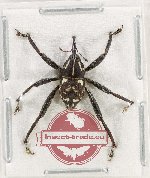 Curculionidae sp. 187