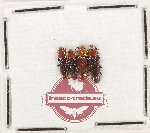 Scientific lot no. 48 Languridae (4 pcs)