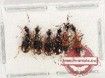 Scientific lot no. 993 Carabidae (6 pcs)