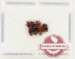 Scientific lot no. 999 Carabidae (Scaritini) (5 pcs)