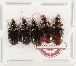 Scientific lot no. 1007 Carabidae (5 pcs)