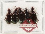 Scientific lot no. 1005 Carabidae (5 pcs)