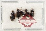 Scientific lot no. 992 Carabidae (5 pcs)