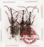 Scientific lot no. 169 Brenthidae (3 pcs)
