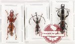 Scientific lot no. 171 Brenthidae (3 pcs - 1 pc A-)
