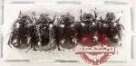 Scientific lot no. 296A Melolonthinae (Apogonia sp.) (5 pcs)