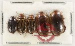 Scientific lot no. 219 Dytiscidae (5 pcs)