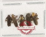 Scientific lot no. 52 Lycidae (4 pcs)