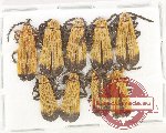 Scientific lot no. 45 Lycidae (9 pcs)