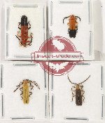 Scientific lot no. 54 Lycidae (4 pcs)