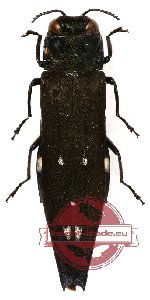 Agrilus sp. 1