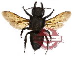 Megachile sp. 2 (SPREAD) (A-)