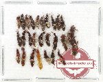Scientific lot no. 227 Staphylinidae (26 pcs)