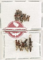 Scientific lot no. 244 Staphylinidae (12 pcs)