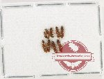 Scientific lot no. 230 Staphylinidae (9 pcs)
