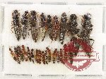 Scientific lot no. 222 Staphylinidae (25 pcs)