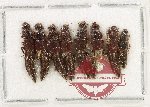 Scientific lot no. 229 Staphylinidae (8 pcs)