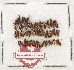 Scientific lot no. 217 Staphylinidae (49 pcs)