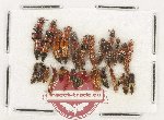 Scientific lot no. 212 Staphylinidae (28 pcs)
