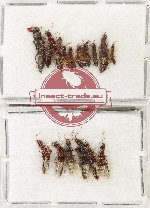 Scientific lot no. 240 Staphylinidae (17 pcs)