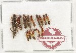 Scientific lot no. 223 Staphylinidae (14 pcs)