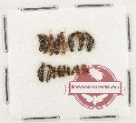 Scientific lot no. 226 Staphylinidae (18 pcs)