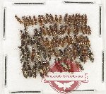Scientific lot no. 215 Staphylinidae (72 pcs)