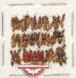 Scientific lot no. 235 Staphylinidae (48 pcs)