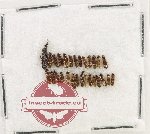 Scientific lot no. 214 Staphylinidae (28 pcs)
