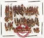 Scientific lot no. 225 Staphylinidae (45 pcs)