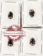 Hydrophilidae Scientific lot no. 372 (4 pcs)