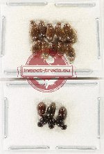 Hydrophilidae Scientific lot no. 392 (16 pcs)