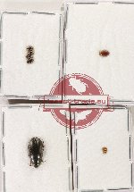 Hydrophilidae Scientific lot no. 380 (8 pcs)