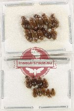 Hydrophilidae Scientific lot no. 389 (19 pcs)