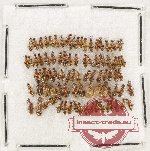 Anthicidae Scientific lot no. 55 (85 pcs)