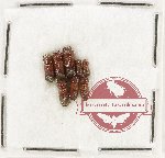 Bostrichidae Scientific lot no. 64 (8 pcs)