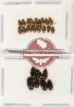 Hydrophilidae Scientific lot no. 390 (25 pcs)