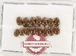 Scirtidae Scientific lot no. 6 (15 pcs)