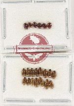 Hydrophilidae Scientific lot no. 391 (21 pcs)